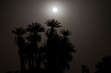 Full moon in the Sahara / Full moon with palm trees in backlight in the Sahara, Morocco, Africa.