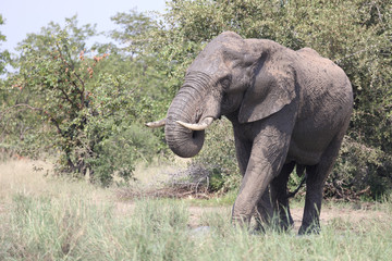 Obraz premium Afrikanischer Elefant / African elephant / Loxodonta africana