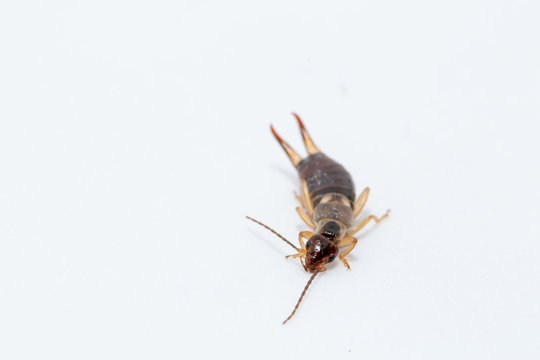 earwig insect on a white background macro close up image