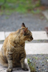 目線を逸らす猫