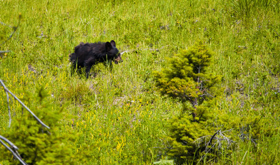 Young black bear cub wandering in Yellowstone National Park, Wyoming, USA