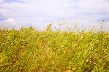 Obraz na płótnie Canvas Meadow grass against the sky with clouds