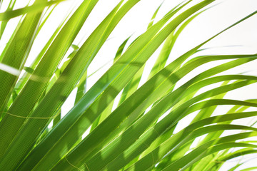 Palm leaf backlit by sunlight
