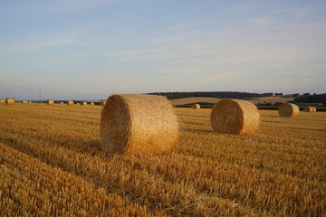 Fototapeta premium Paysage Campagne 516