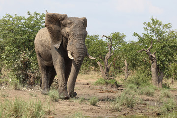 Afrikanischer Elefant / African elephant / Loxodonta africana