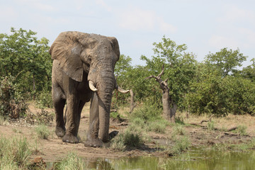 Fototapeta premium Afrikanischer Elefant / African elephant / Loxodonta africana