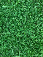 summer grass clever green backgroung