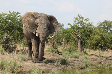 Afrikanischer Elefant / African elephant / Loxodonta africana