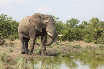 Afrikanischer Elefant / African elephant / Loxodonta africana