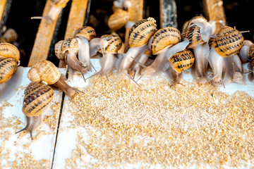 Lots of snails on a special shelves with feed on a farm for snails growing, close-up view