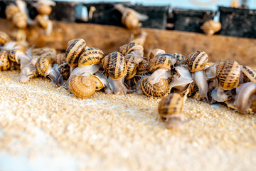 Lots of snails on a special shelves with feed on a farm for snails growing, close-up view