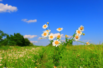 Daisies on the meadow, Bavaria, Germany