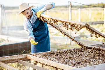 Handsome well-dressed farmer taking fresh snails from the nets for cooking on a farm outdoors. Concept of farming snails for eating