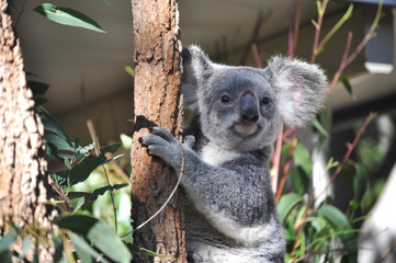 Cute koala on a tree