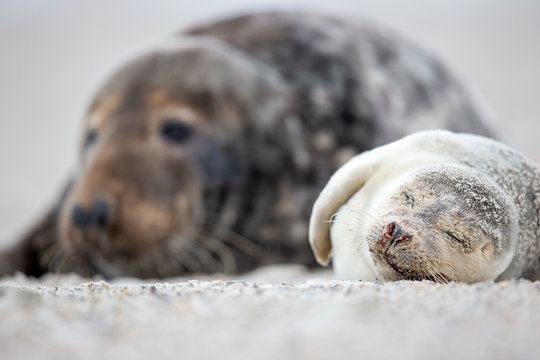 Ein an Lungenw&uuml;rmern erkrankter Heuler freigestell in der Frontale, im Hintergrund ein Bulle
