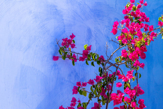 mur bleu et plante grimpante