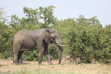 Obraz premium Afrikanischer Elefant / African elephant / Loxodonta africana