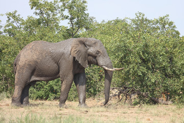 Obraz premium Afrikanischer Elefant / African elephant / Loxodonta africana