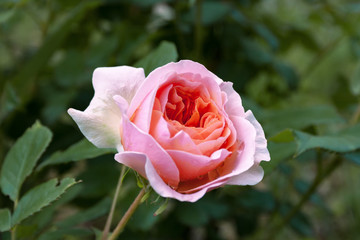 Fully open, gently pink with many shades of lovely rose flower plant