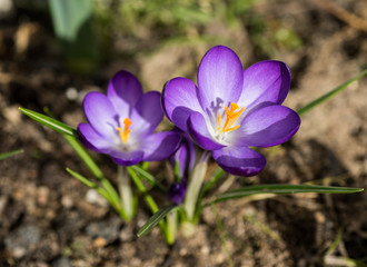 spring has come, anemones and crocuses in full bloom