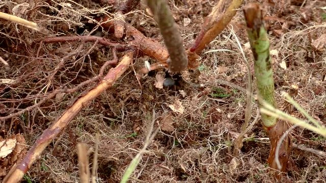 Earth bumblebees Bombus flew to the nest in the soil. Helpful Insects pollinating plants in the natural environment.  