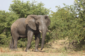 Obraz premium Afrikanischer Elefant / African elephant / Loxodonta africana