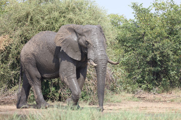 Obraz premium Słoń afrykański / Słoń afrykański / Loxodonta africana