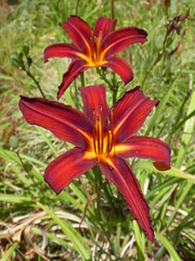Duo of superb two tone Daylily (Hemerocallis) red and yellow