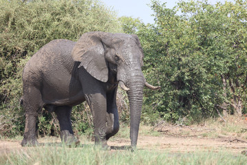 Obraz premium Afrikanischer Elefant / African elephant / Loxodonta africana