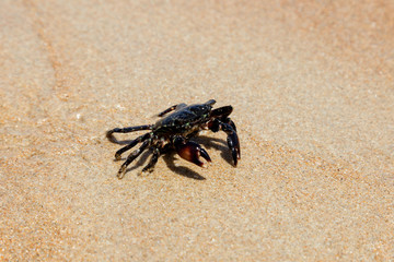 Crab on the beach in spain	