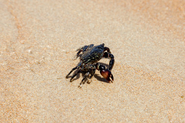 Crab on the beach in spain	