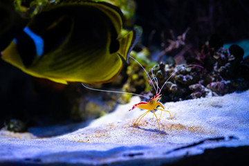 Pacific cleaner shrimp nature ocean life ecology