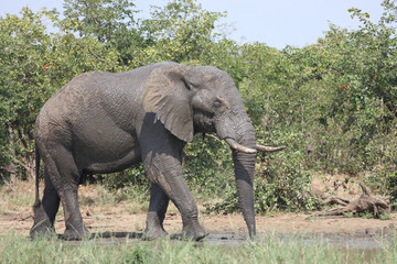 Obraz premium Afrikanischer Elefant / African elephant / Loxodonta africana