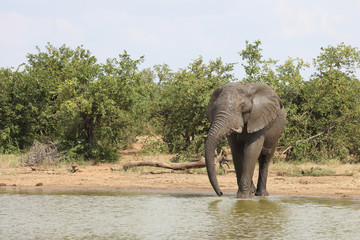 Fototapeta premium Afrikanischer Elefant / African elephant / Loxodonta africana