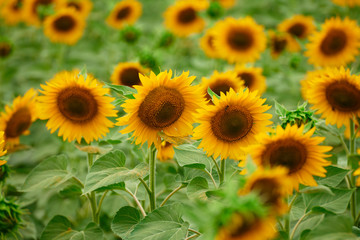 Sunflower field - bright yellow flowers, beautiful summer landscape