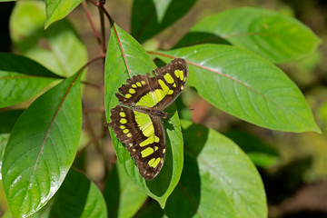 siproeta stelenes