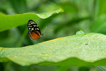 heliconius hecale
