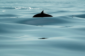 black silhouette striped Dolphins while jumping in the deep blue sea © Andrea Izzotti