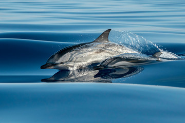 striped Dolphins while jumping in the deep blue sea