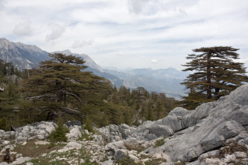 Scenic mountain landscape. Relict forest of Lebanon cedar. Saddle between the mountain Tahtalı...
