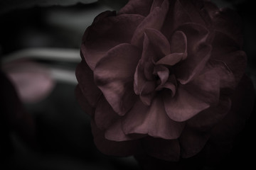 dark gothic flower