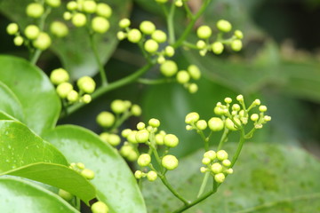 yellow flowers with green leafs