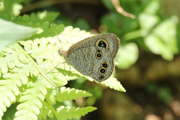 butterfly on leaf