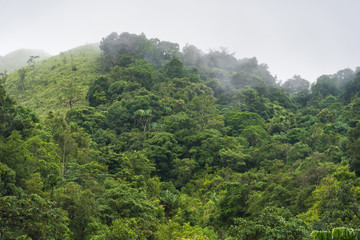 The forest with fog after raining.Thailand.