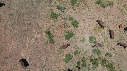 Herd of Bison or American Buffalo in high plains field in Utah, aerial view © jovannig