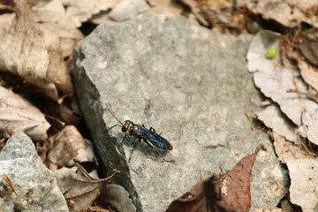 bug on rock