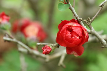 Fototapeta premium red rose in the garden