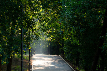 Walkway Lane Path With Green Trees in city park. Beautiful Alley In Park