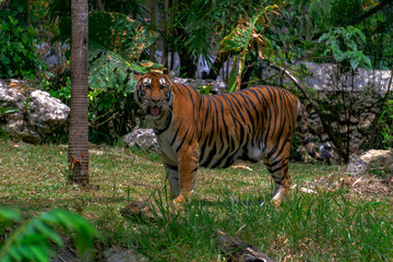 Fototapeta premium tiger in the zoo