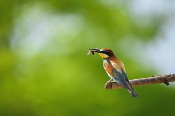 Obraz premium European bee-eater (Merops apiaster) in natural habitat